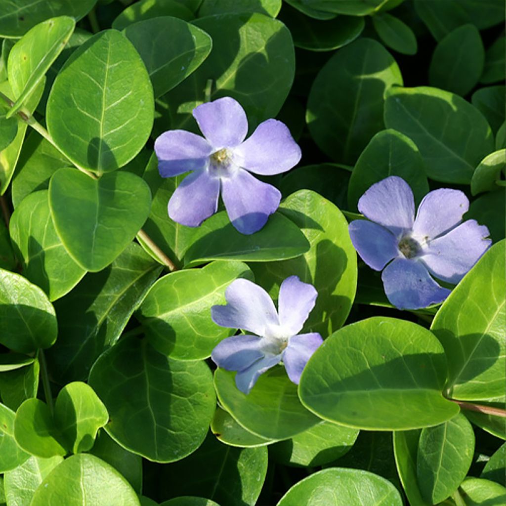 Vinca minor Green Carpet