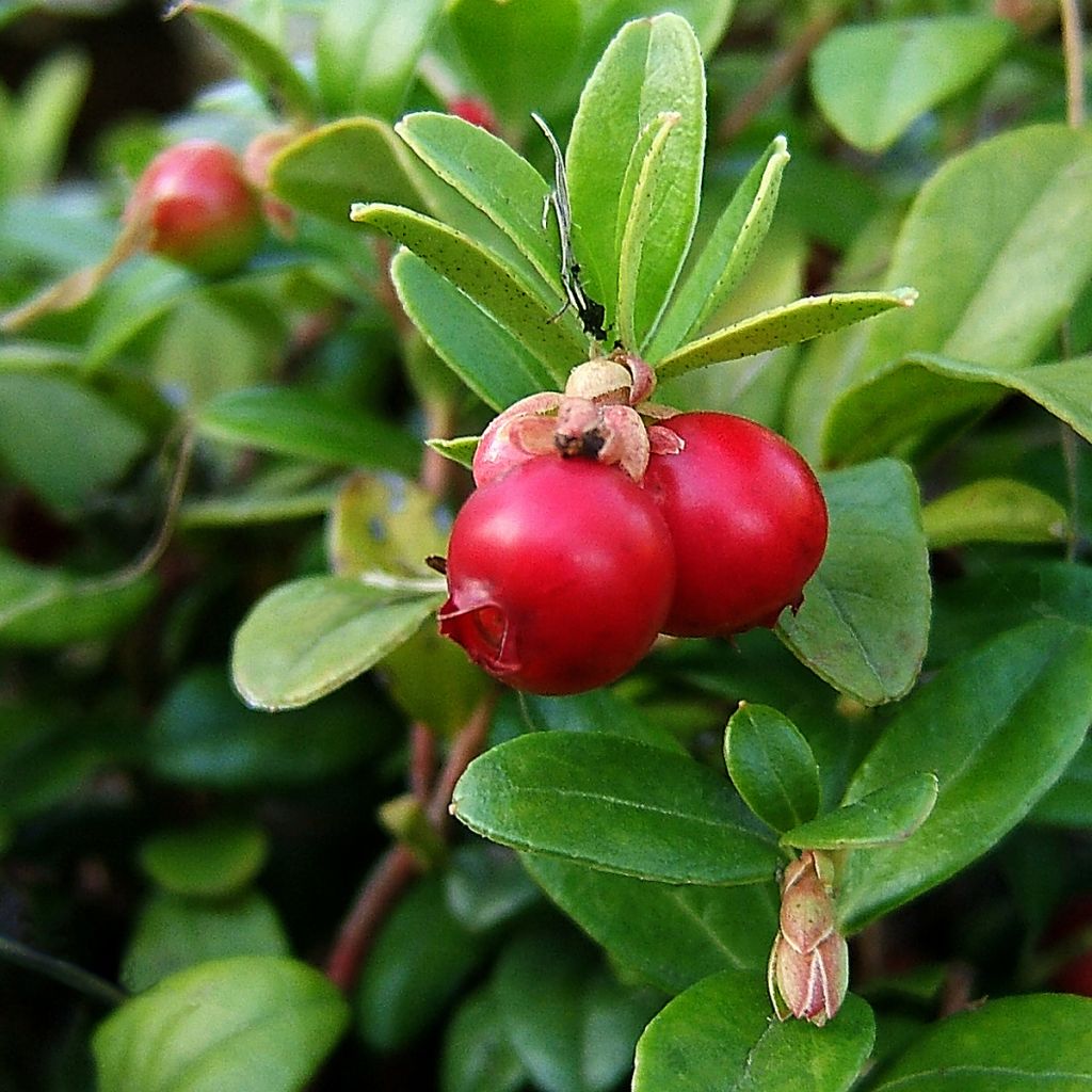 Canneberge - Cranberry - Vaccinium macrocarpon