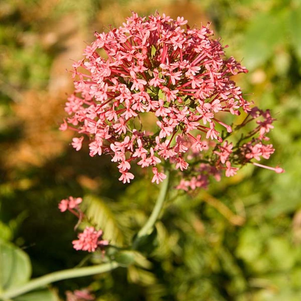 Centranthus ruber Coccineus