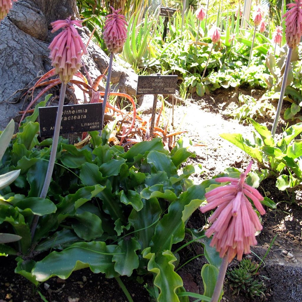 Veltheimia bracteata - Lys des forêts