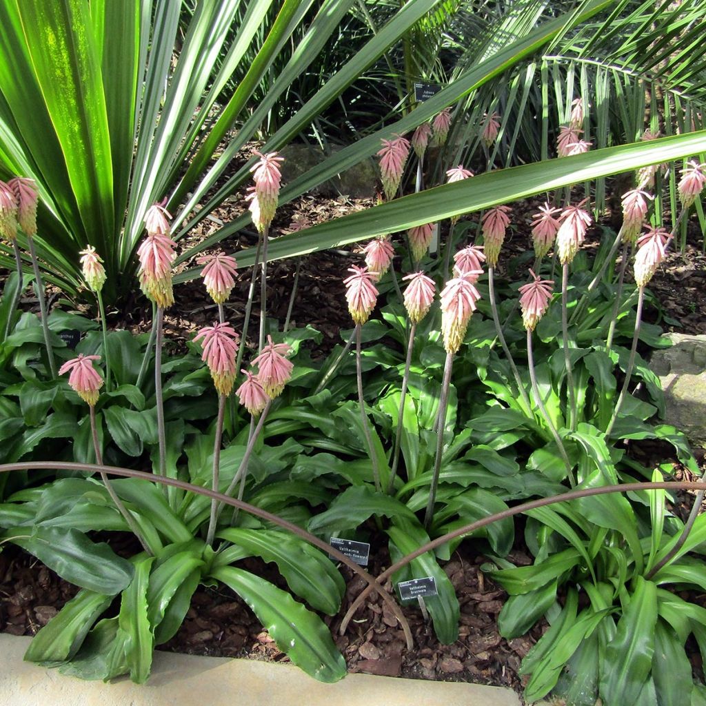 Veltheimia bracteata - Lys des forêts