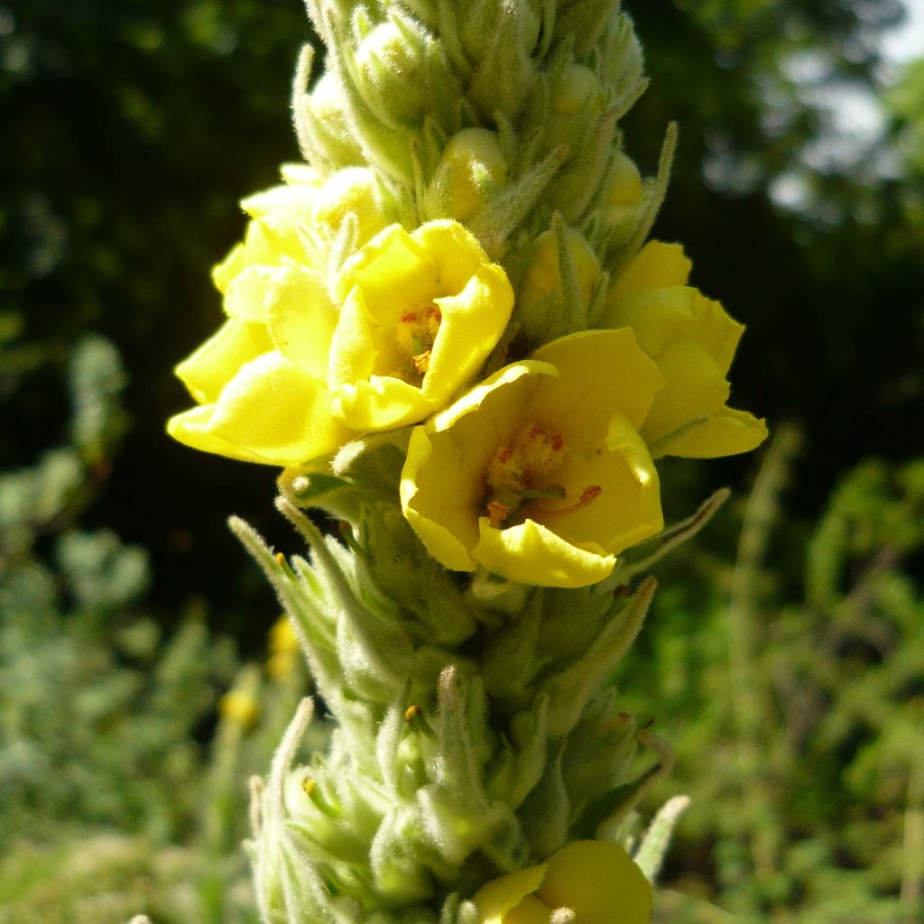 Verbacum thapsus - Molène Bouillon blanc