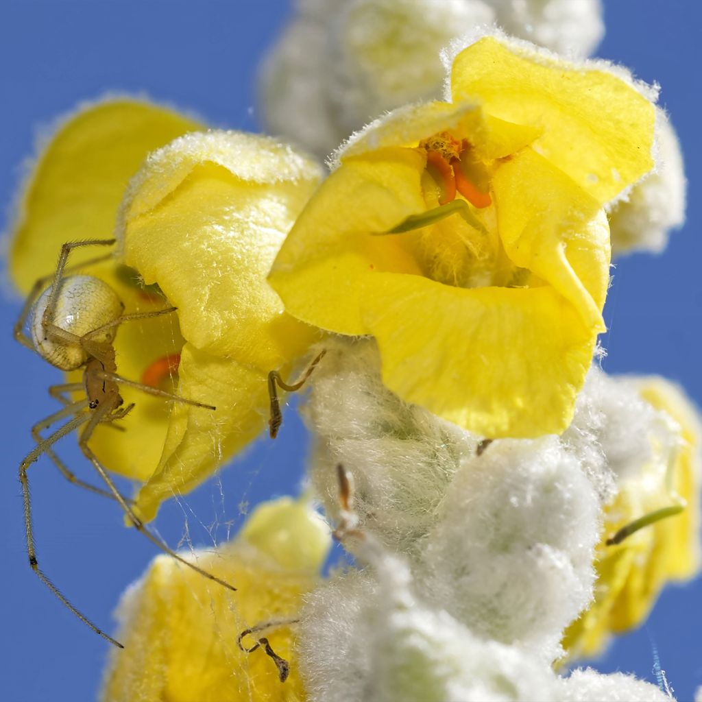 Verbascum Polarsommer - Molène argentée