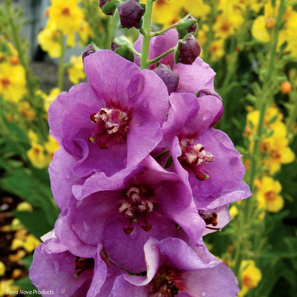 Verbascum Sugar Plum - Molène hybride