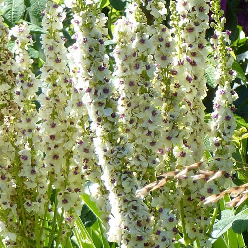 Verbascum chaixii Album - Molène de Chaix