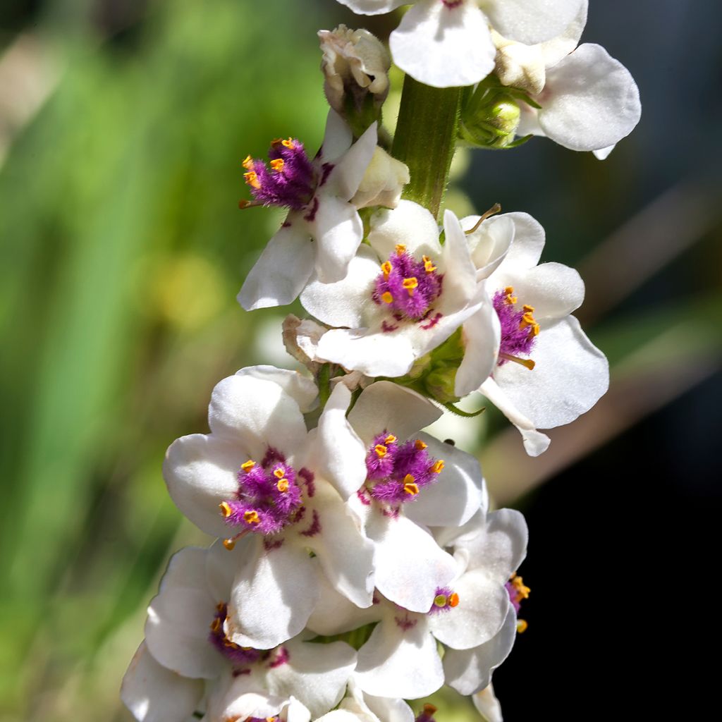 Verbascum chaixii Album - Mullein