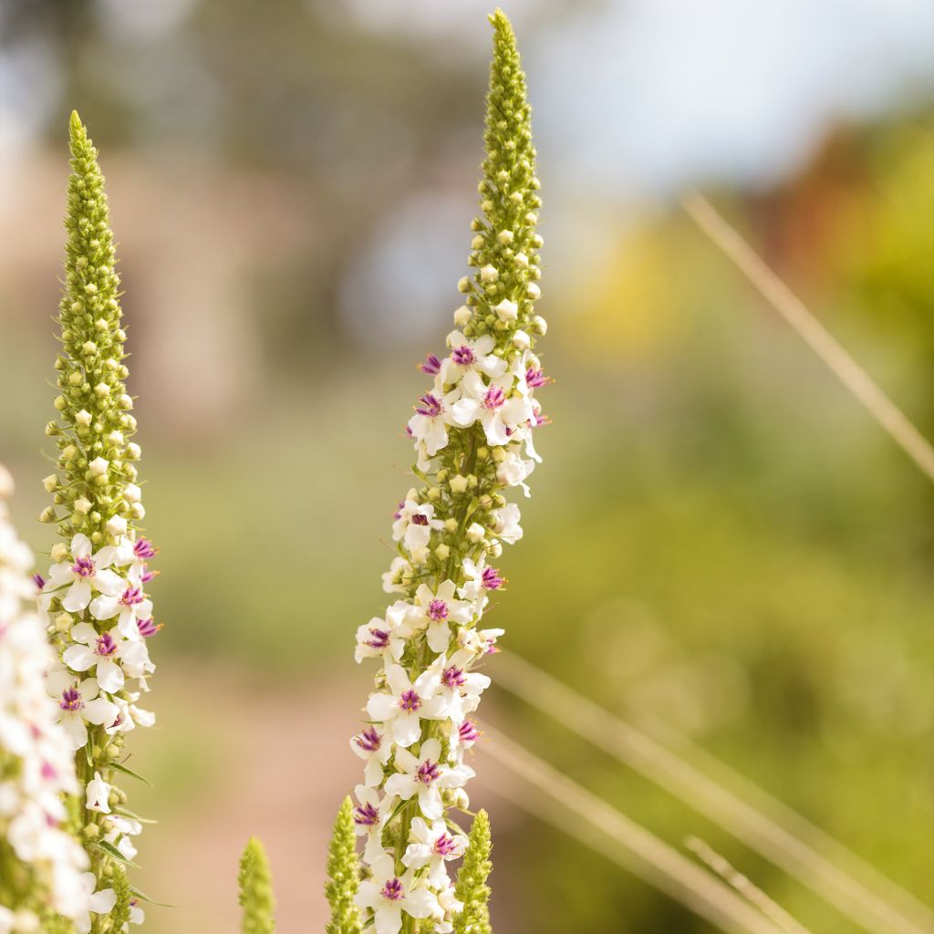 Verbascum chaixii Album - Mullein