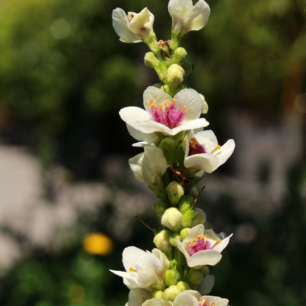 Verbascum chaixii Album - Mullein