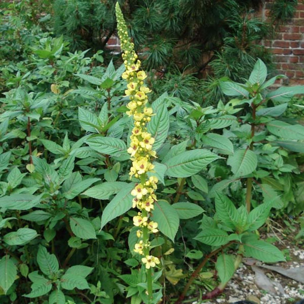 Verbascum Hybride Costwold Queen