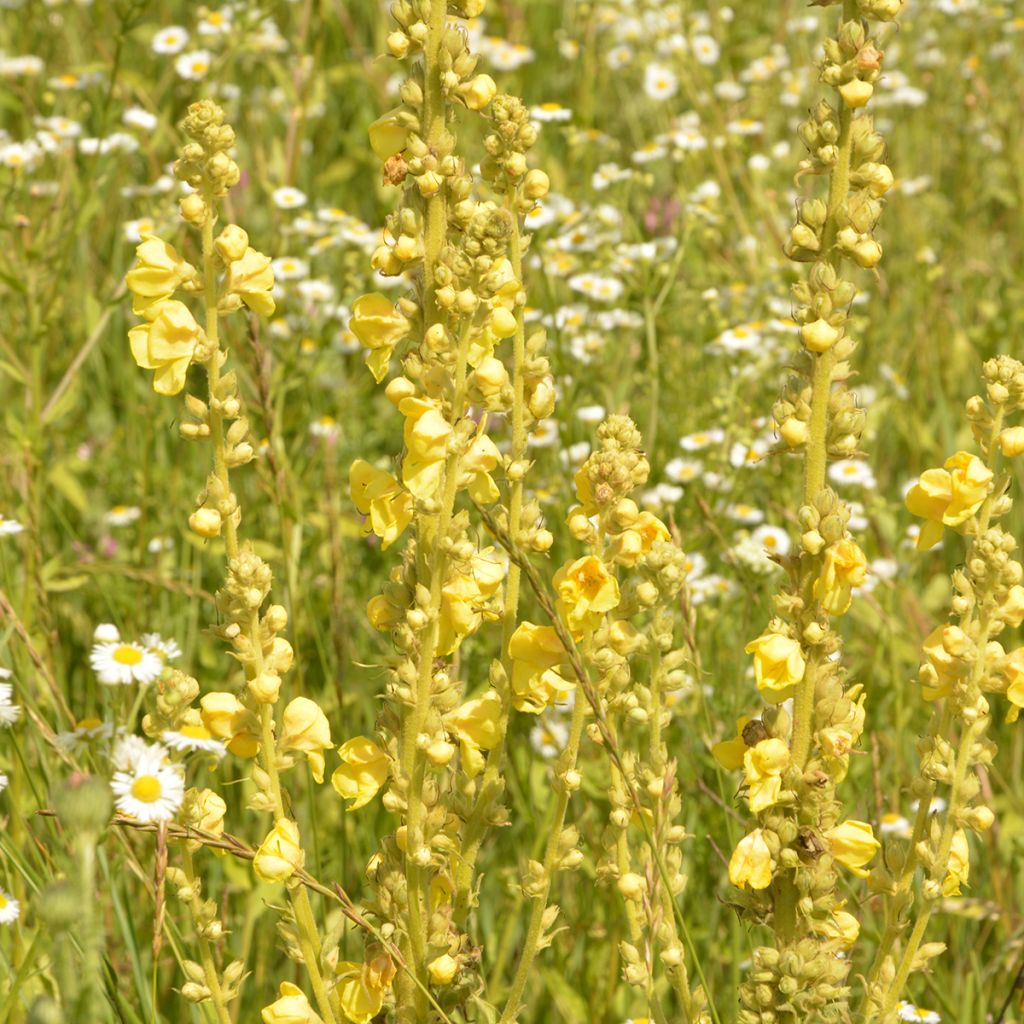 Verbascum olympicum - Olympian Mullein