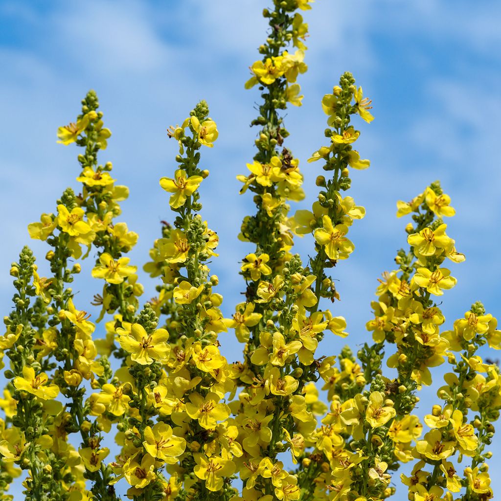 Verbascum olympicum - Olympian Mullein