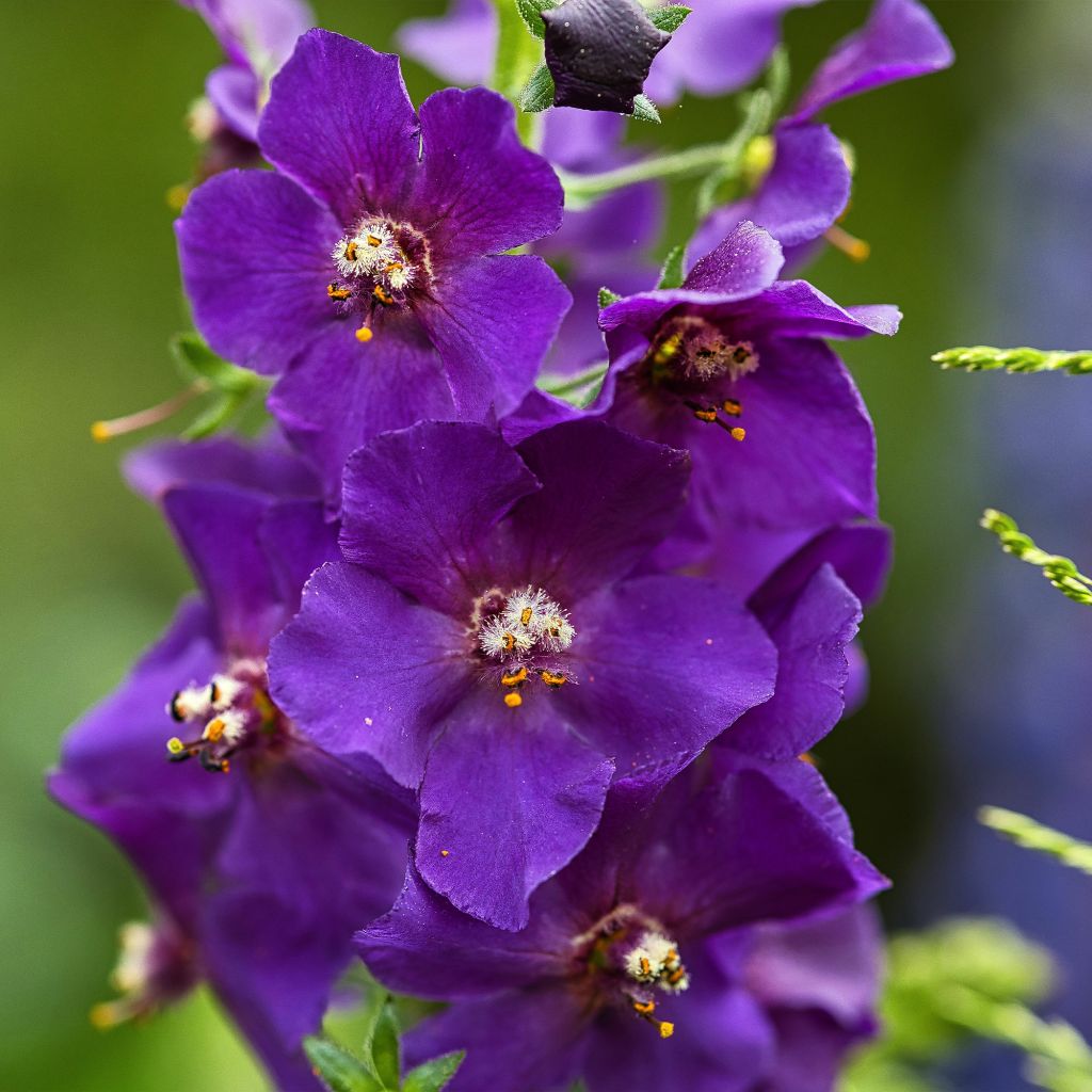 Verbascum phoeniceum Violetta - Mullein