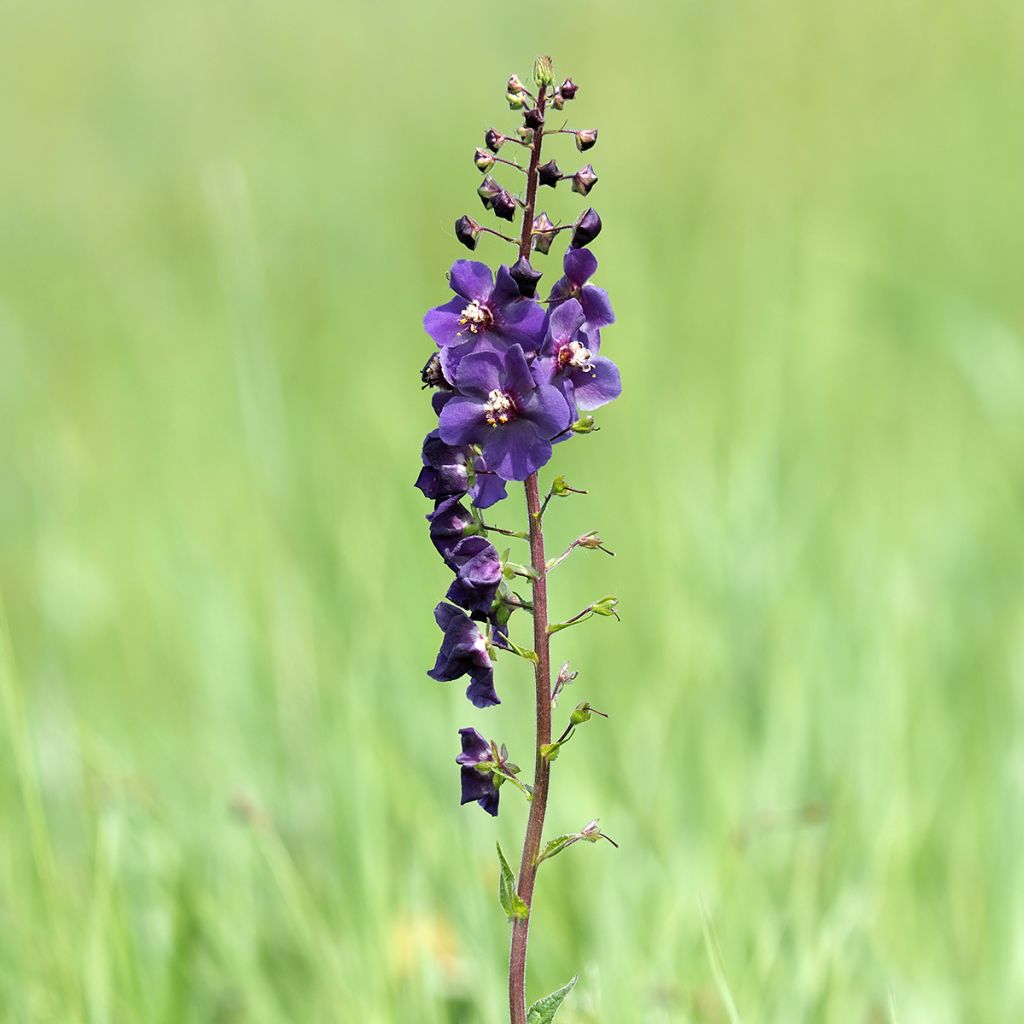 Verbascum phoeniceum Violetta - Mullein