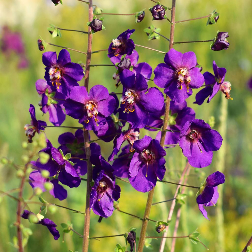 Verbascum phoeniceum Violetta - Mullein