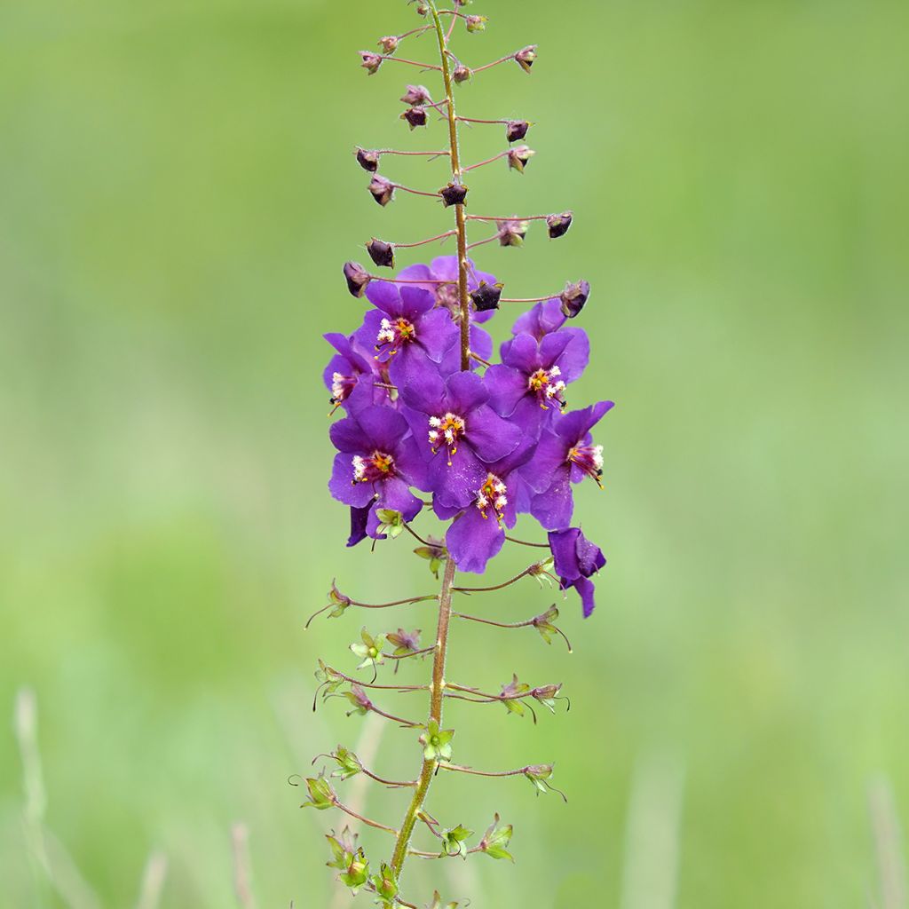 Verbascum phoeniceum Violetta - Mullein