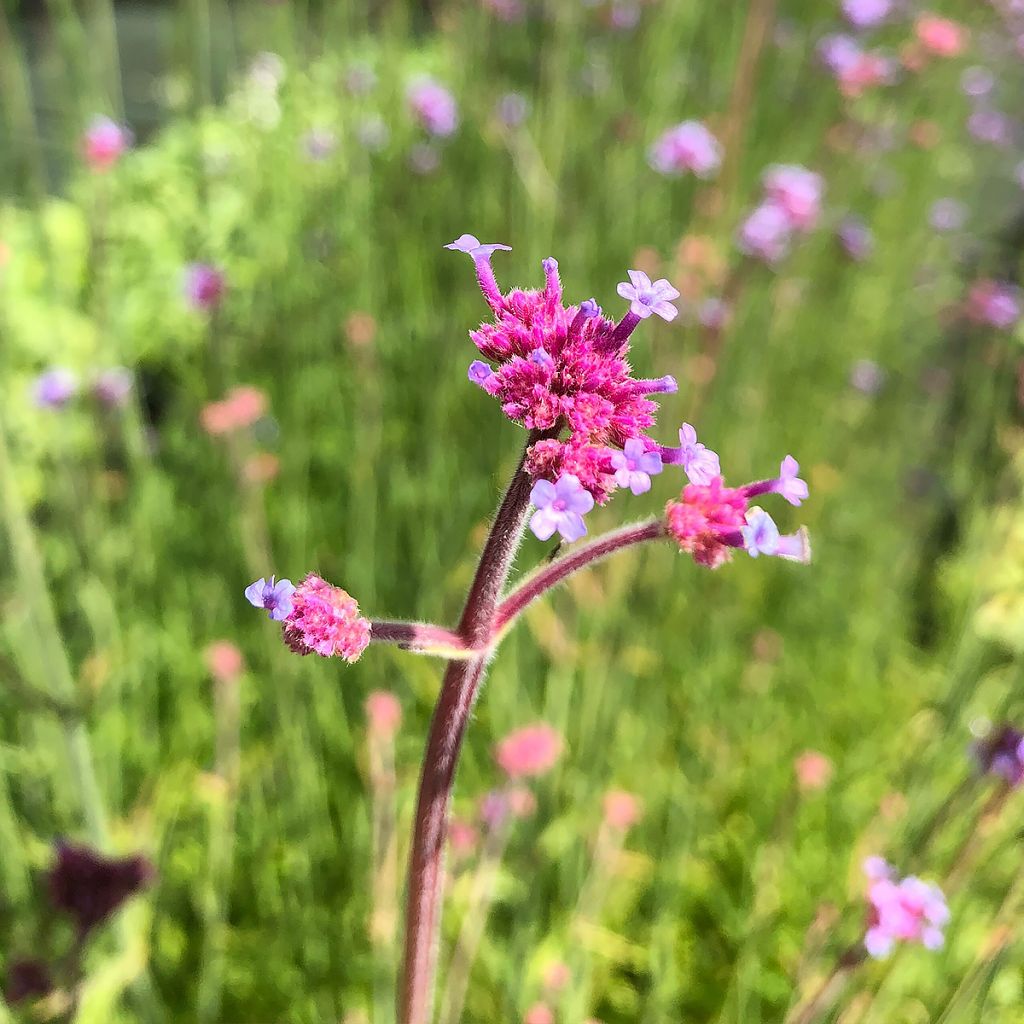 Verbena bonariensis - Purple Top