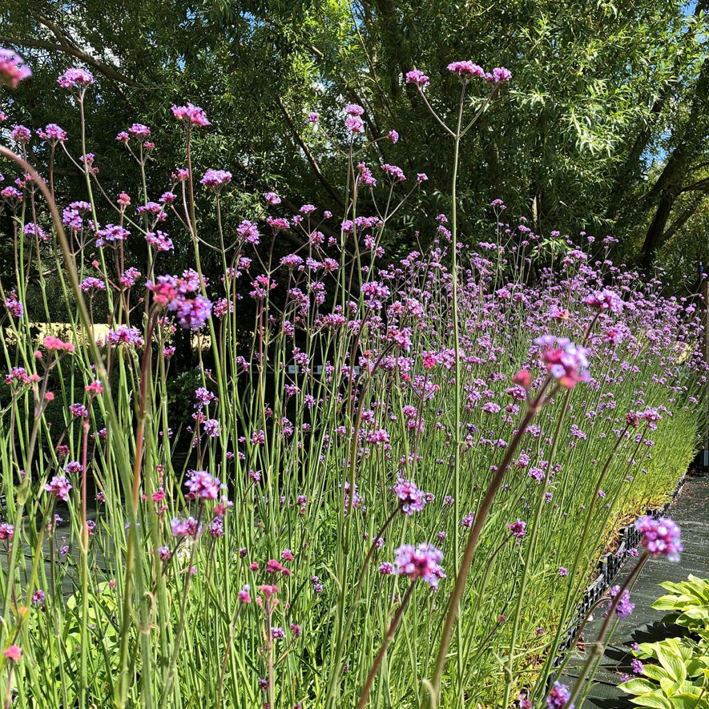 Verbena bonariensis - Purple Top