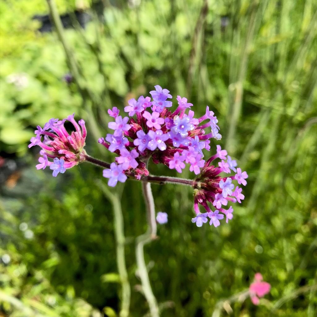 Verbena bonariensis - Purple Top