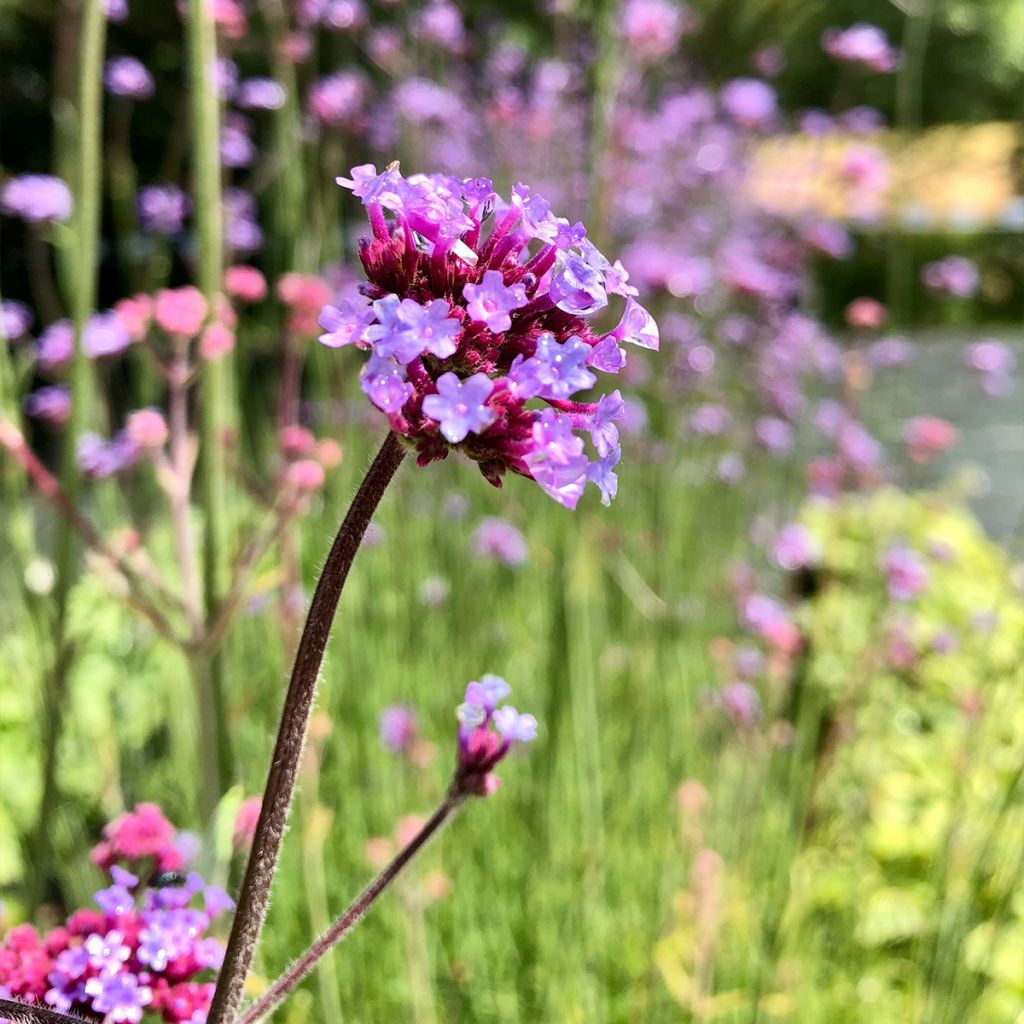 Verbena bonariensis - Purple Top