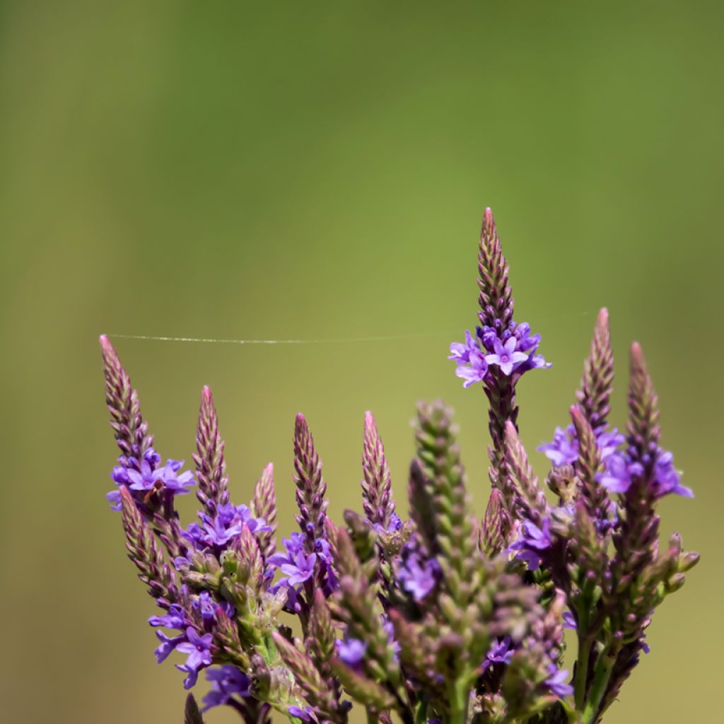 Verbena hastata Blue Spires - Verveine hastée