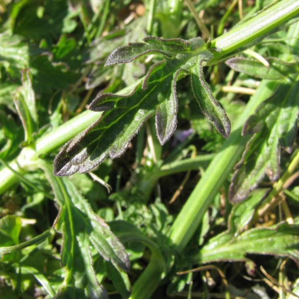 Verbena officinalis