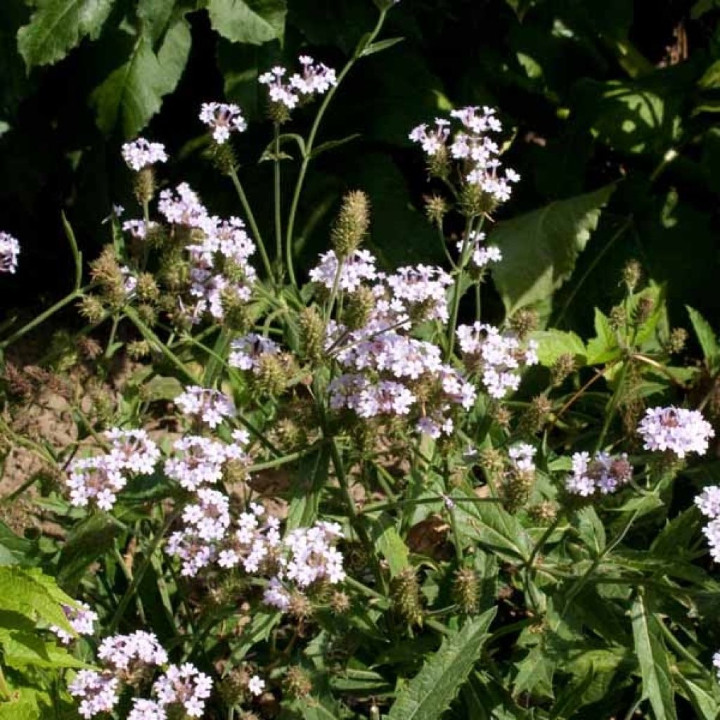 Verbena rigida Polaris, Verveine