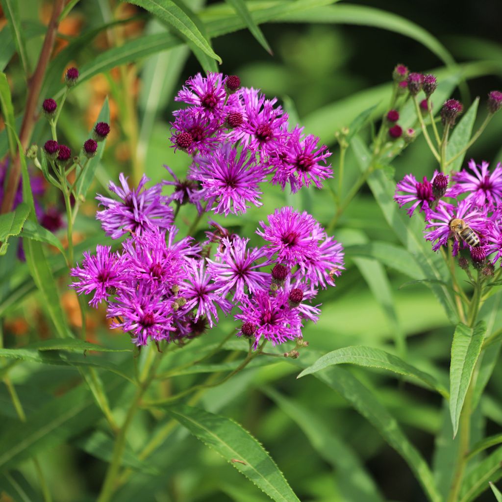 Vernonia crinita - Ironweed