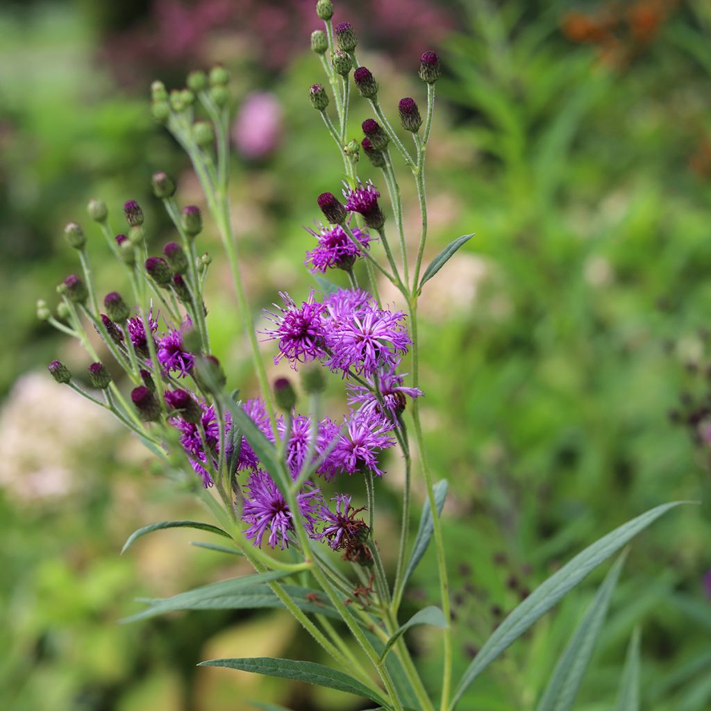 Vernonia crinita - Ironweed