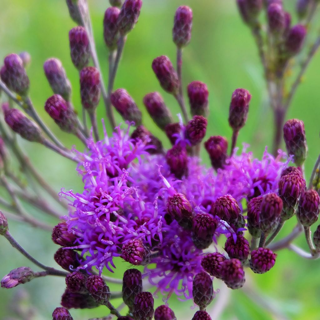 Vernonia crinita - Ironweed