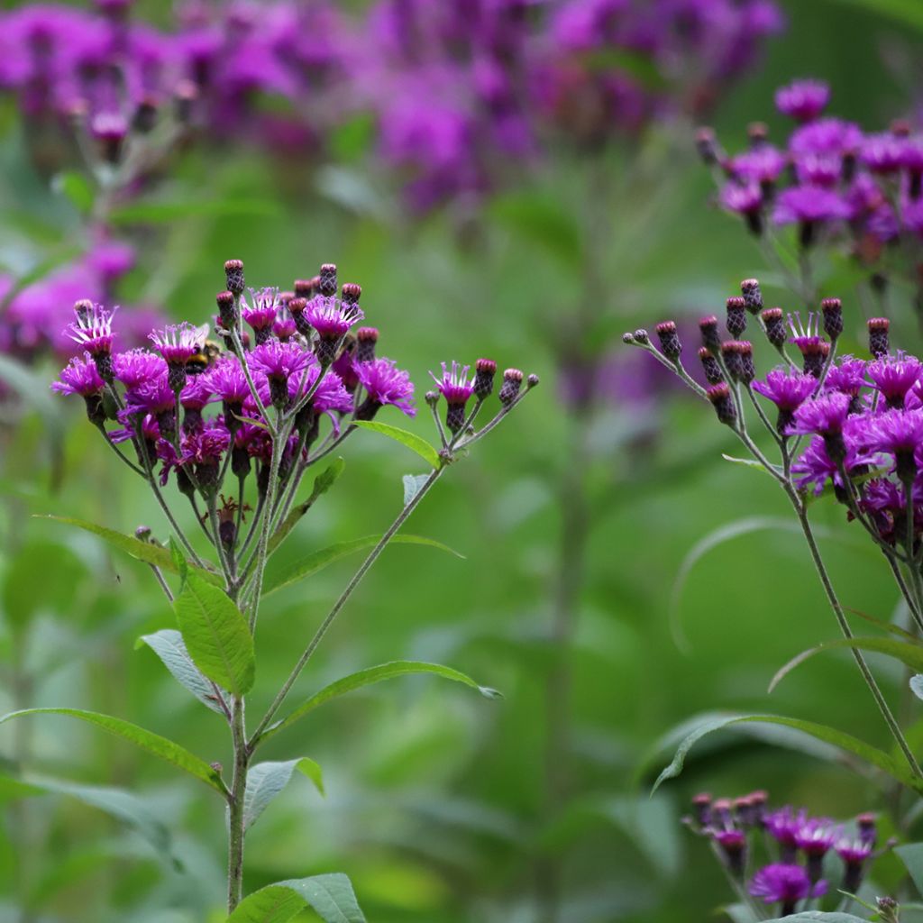 Vernonia crinita - Ironweed