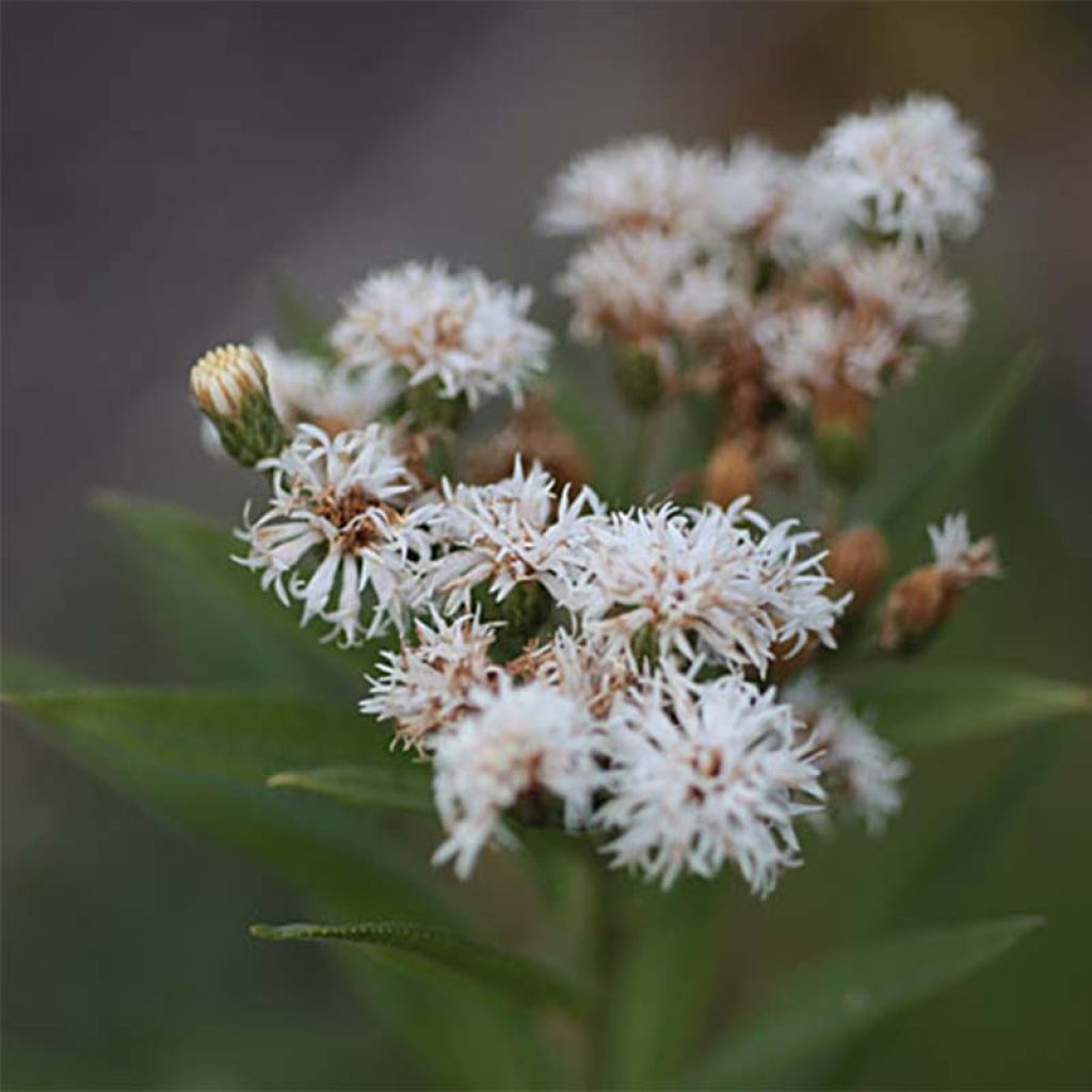 Vernonia noveboracensis White Lightning