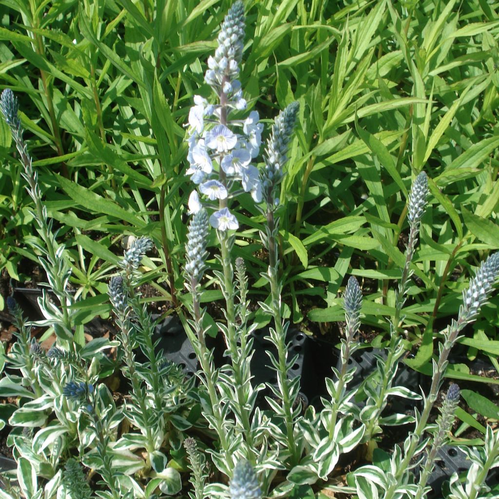 Veronica gentianoides Variegata - Véronique du Caucase panachée