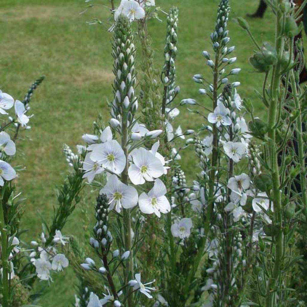 Veronica gentianoides Barbara Sherwood