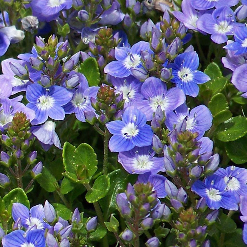 Veronica liwanensis - Véronique