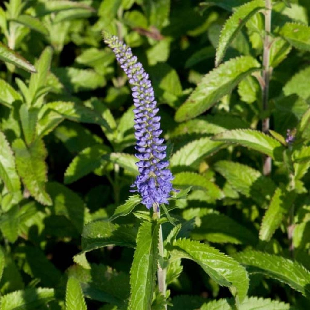 Véronique - Veronica longifolia Blauriesin