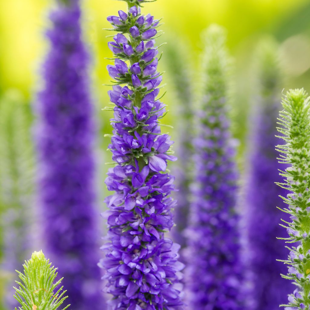 Veronica longifolia First Glory - Véronique à longues feuilles