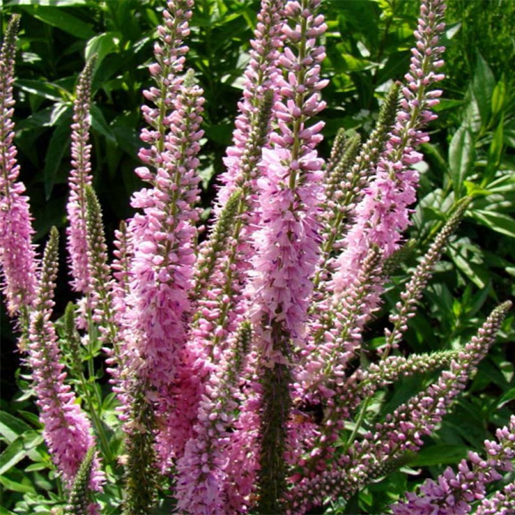 Veronica longifolia Pink Damask - Véronique à longues feuilles