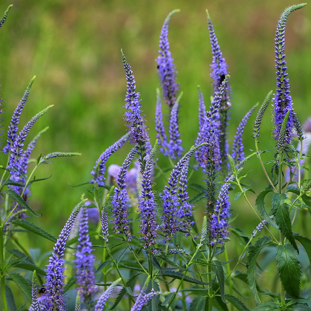 Veronica longifolia