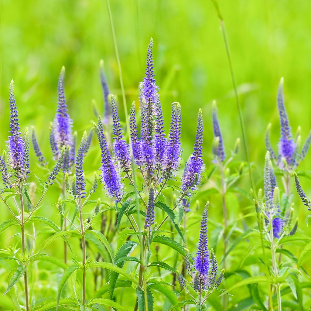 Veronica longifolia