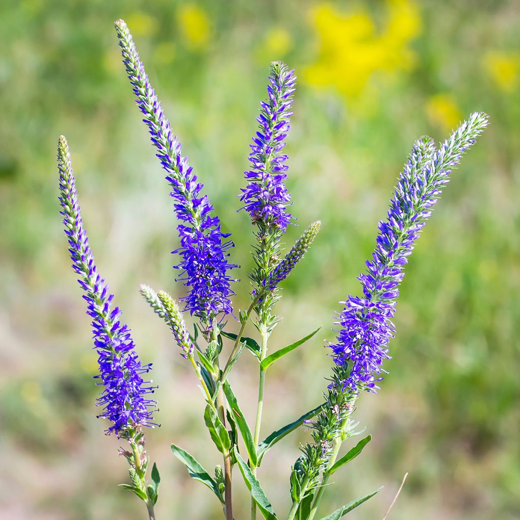 Veronica longifolia