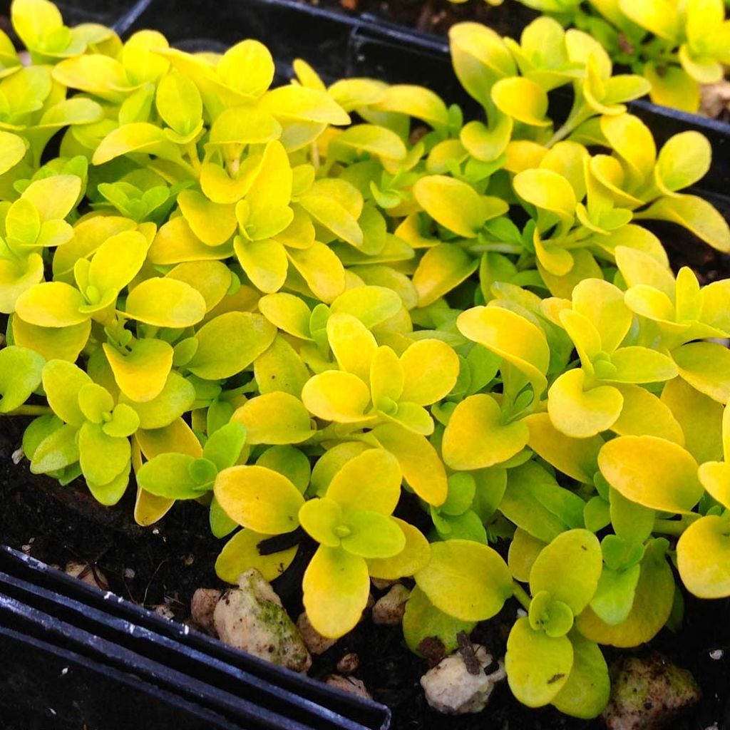 Veronica repens Sunshine - Véronique rampante.