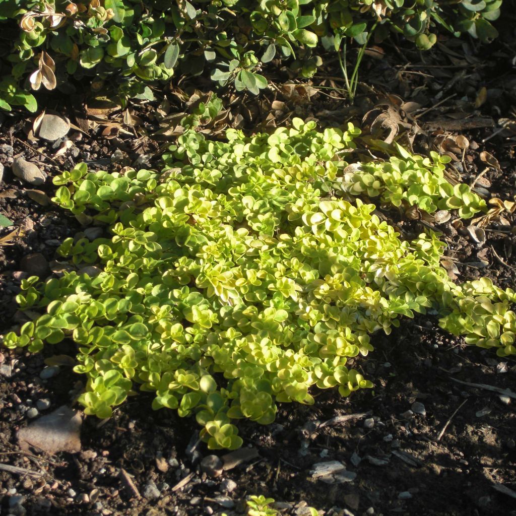 Veronica repens Sunshine - Véronique rampante.