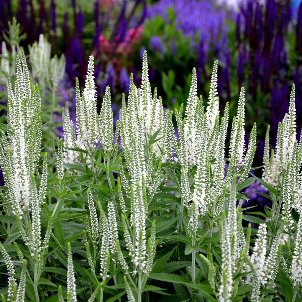 Veronica spicata Alba