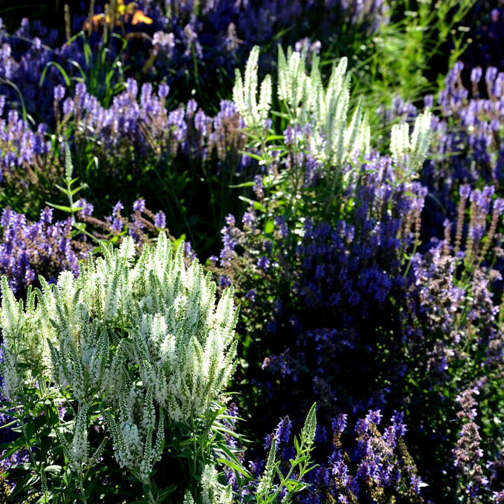 Veronica spicata Alba