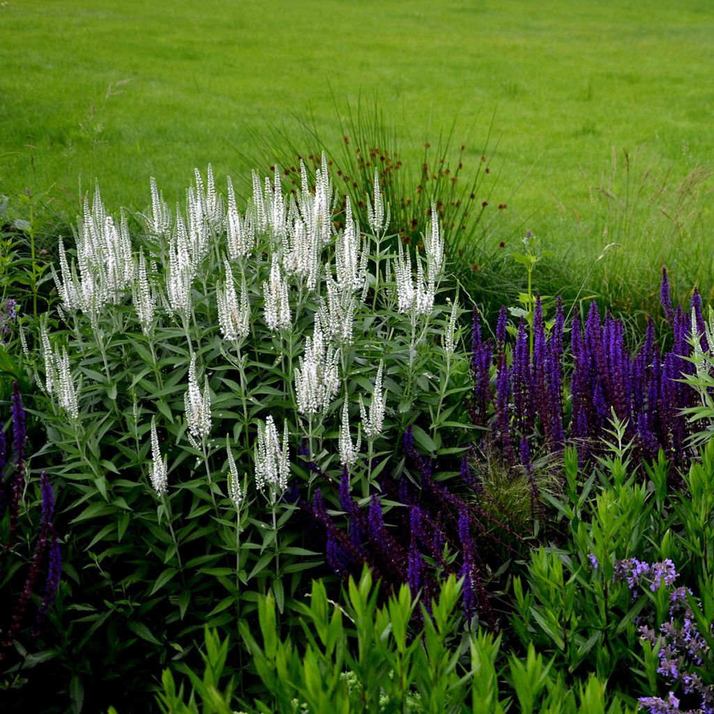 Veronica spicata Alba