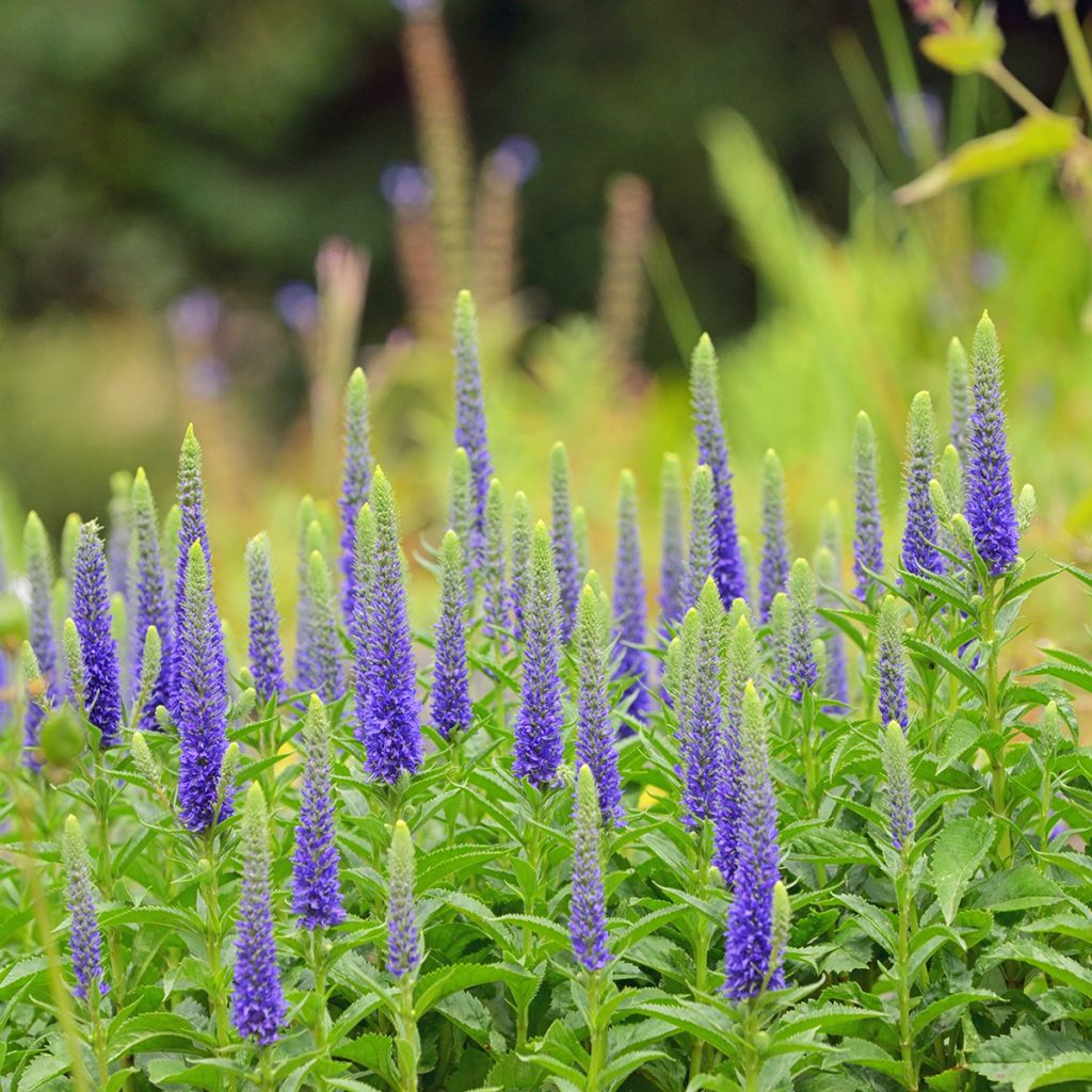 Veronica spicata Baby Blue - Véronique en épis-