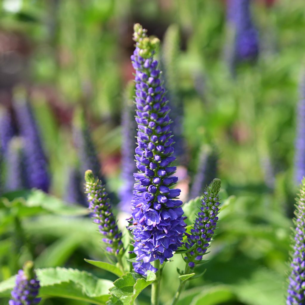 Veronica spicata Baby Blue - Véronique en épis-