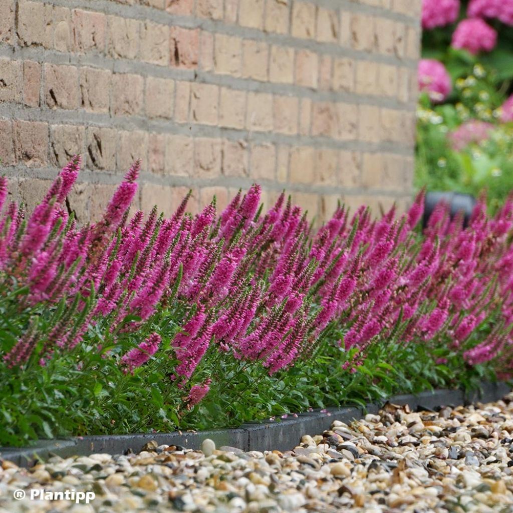 Veronica spicata Bubblegum Candles - Véronique en épis