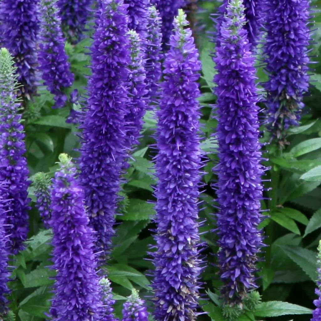 Veronica spicata Glory ROYAL CANDLES - Véronique en épis Royal Candles