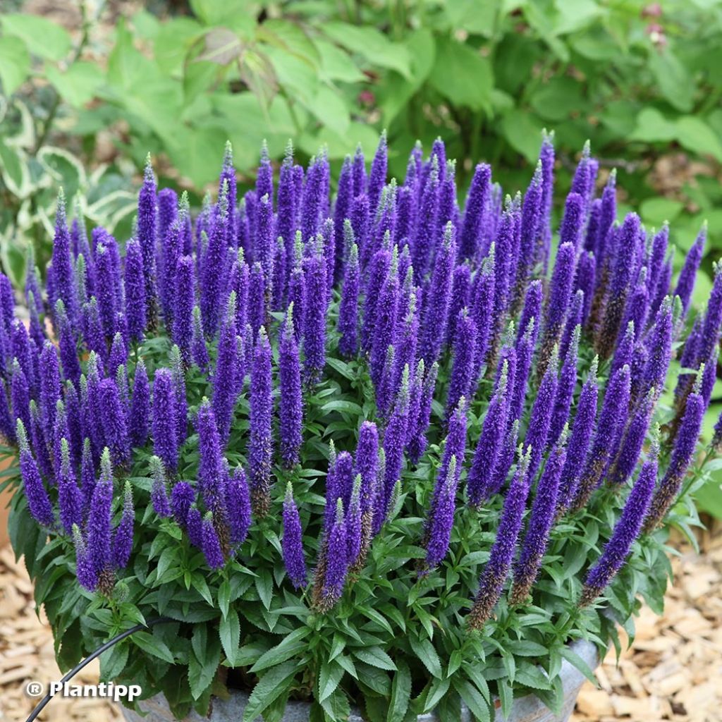 Veronica spicata Glory ROYAL CANDLES - Véronique en épis Royal Candles